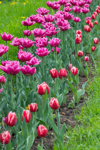 A pink field of tulips. In a sunny day