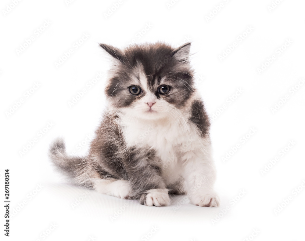 Little cute kitten isolated on white background