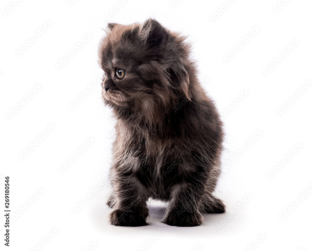 Cute furry dark kitten looking aside isolated on white background