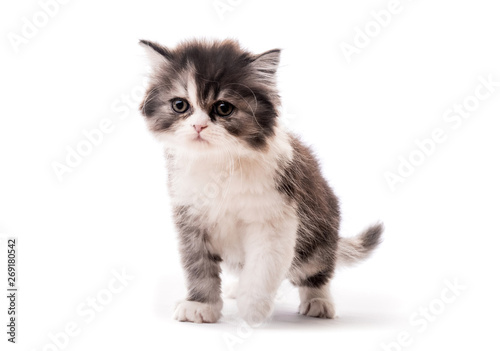 Little cute kitten isolated on white background © Ievgen Skrypko
