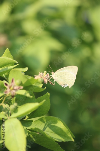 butterfly on leaf