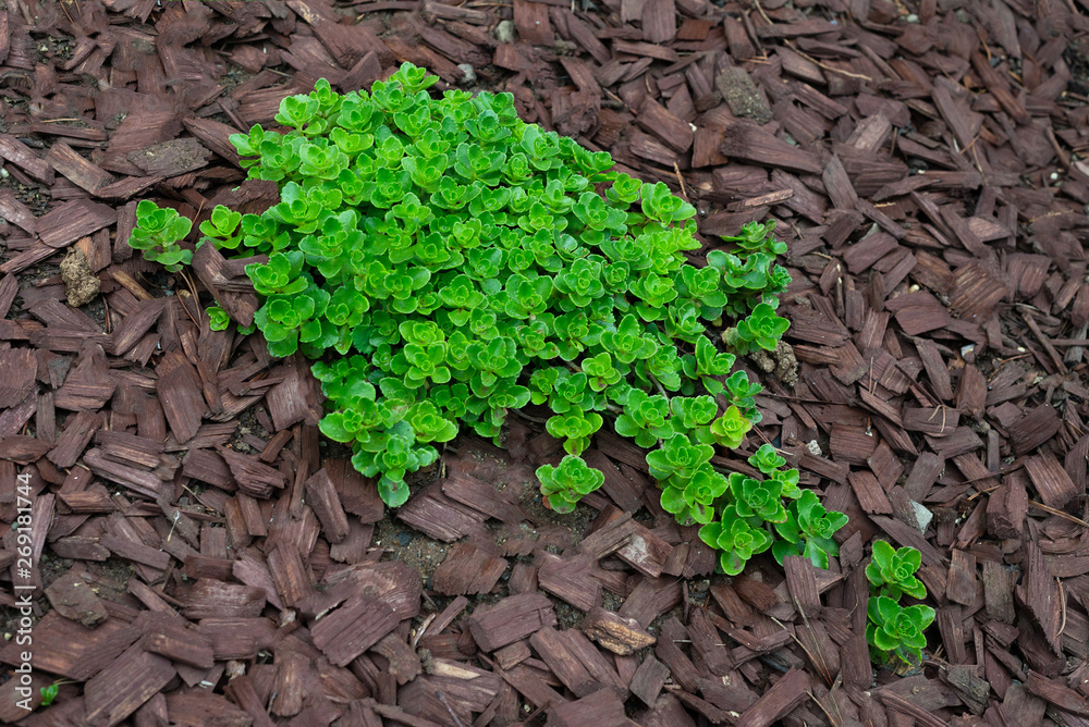 Caucasian stonecrop flower plant in garden bark dust, Sedum spurium Caucasian stonecrop flower plant in garden bark dust, Sedum spurium