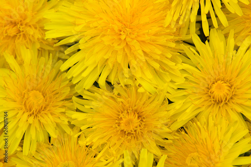 A lot of dandelions. Close-up. Top View