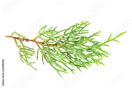 A photo of a green thuja branch on a white background