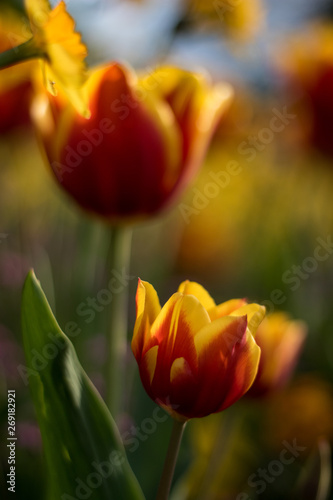 Beautiful tulips in a park in Paris