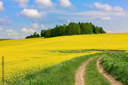 Fototapeta Naklejka Na Ścianę i Meble -   kwitnienie rzepaku w województwie Warmińsko-Mazurskim