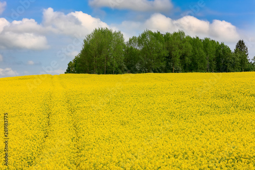 Fototapeta Naklejka Na Ścianę i Meble -   kwitnienie rzepaku w województwie Warmińsko-Mazurskim