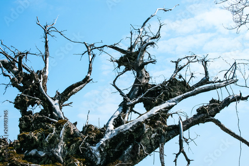 Bild auf Leinwand Uprooted trees on the Lothar Path (German: Lotharpfad), a educational path in the Black Forest National Park that shows the destruction Hurricane Lothar caused