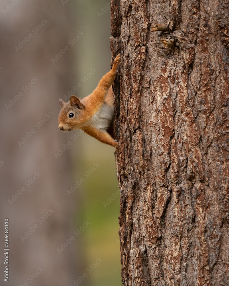 Red Squirrel peeking round a tree trunk with a green and brown background. Red Squirrel peeking round a tree trunk with a green and brown background.