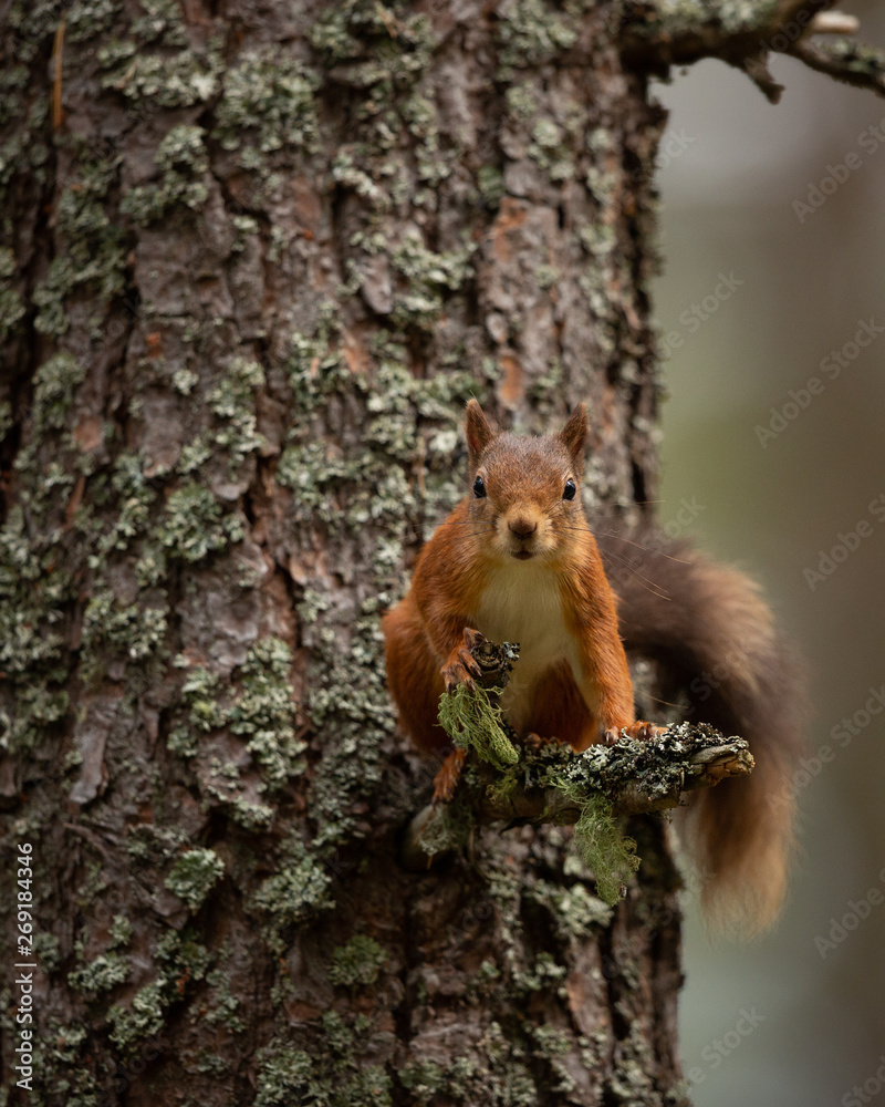 Red squirrel perched on a small branch up a tree with bark behind it. Red squirrel perched on a small branch up a tree with bark behind it.