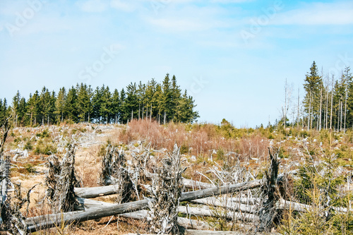 Foto Uprooted trees on the Lothar Path (German: Lotharpfad), a educational path in the Black Forest National Park that shows the destruction Hurricane Lothar caused