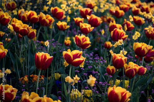 Beautiful tulips in a park in Paris