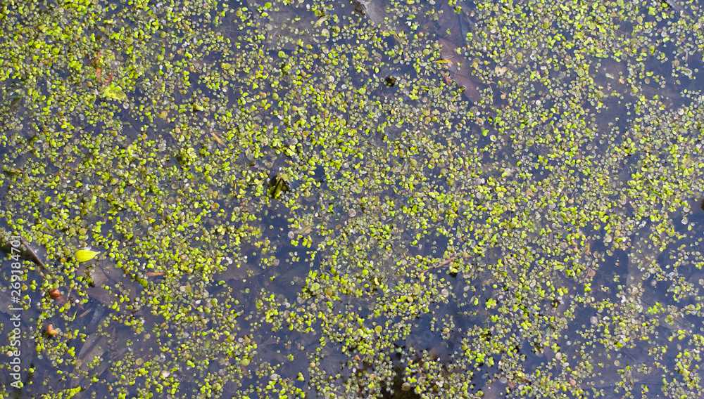 texture of swamp water with algae. small algae in the lake texture of swamp water with algae. small algae in the lake