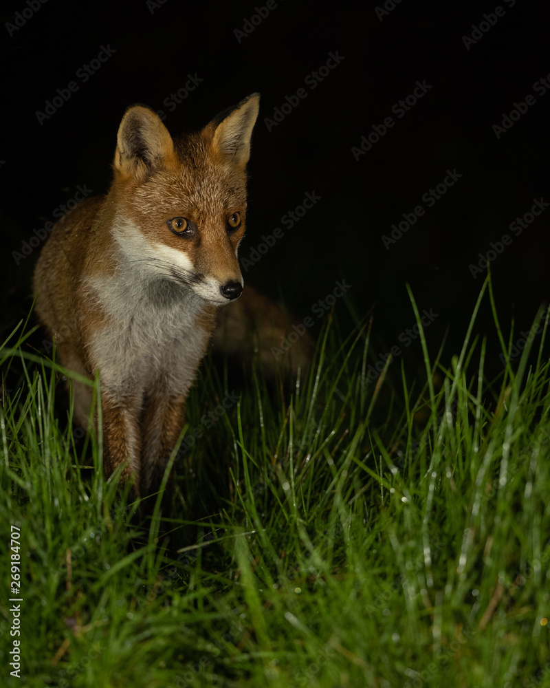 Red Fox in grass at night with black background.  