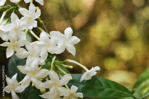 white flowers of tree in spring