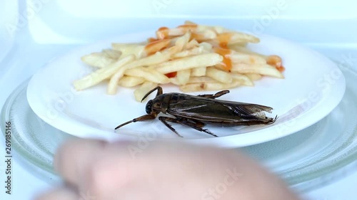 Preparation of edible insects Fried Giant Water Bug - Lethocerus indicus with french fries in a microwave.  photo