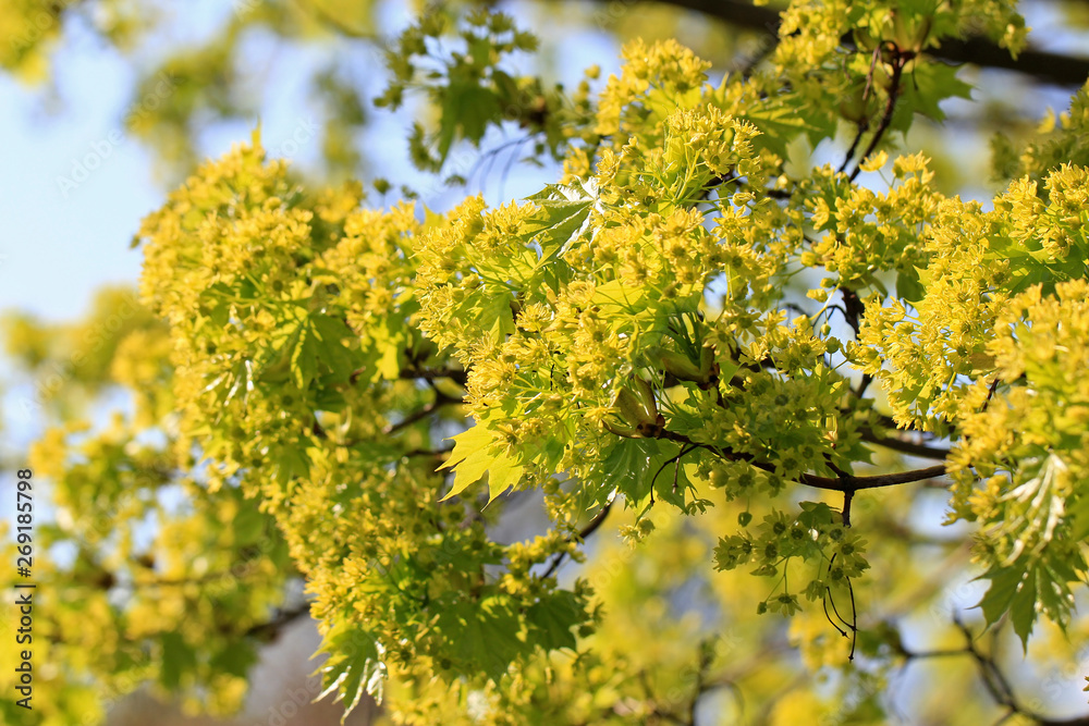 Blossoming Maple Tree Blossoming Maple Tree