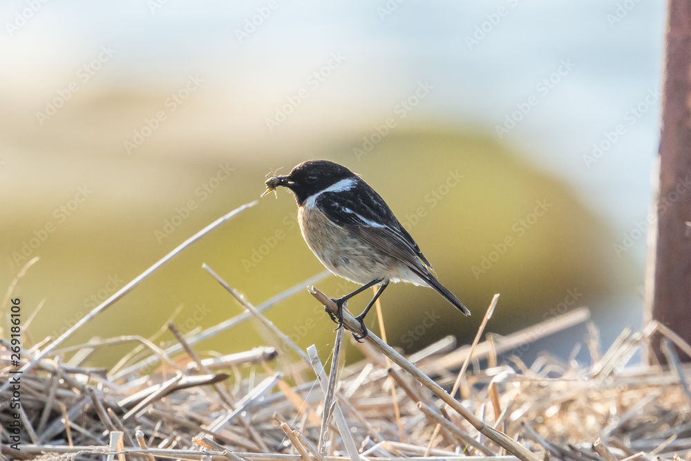 Obraz premium braunkehlchen