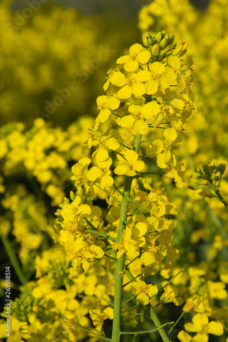 Sunny rape field - Blooming rapeseed, Poland