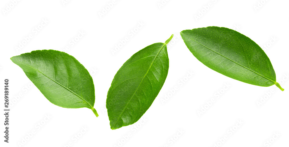 Lime leaves isolated over a white background Lime leaves isolated over a white background