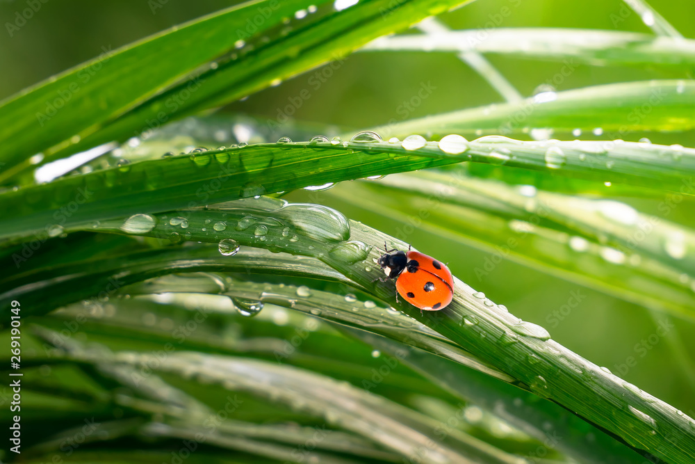 Fototapeta premium Ladybug on grass in summer in the field close-up