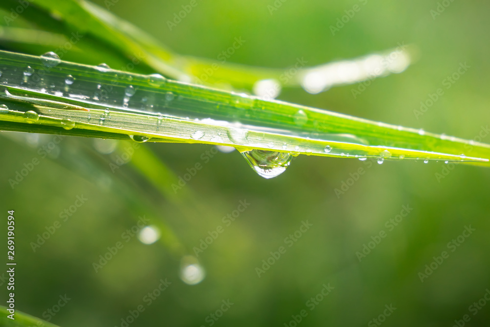 Obraz premium Green grass in nature with raindrops