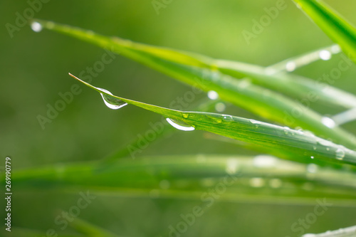 Green grass in nature with raindrops