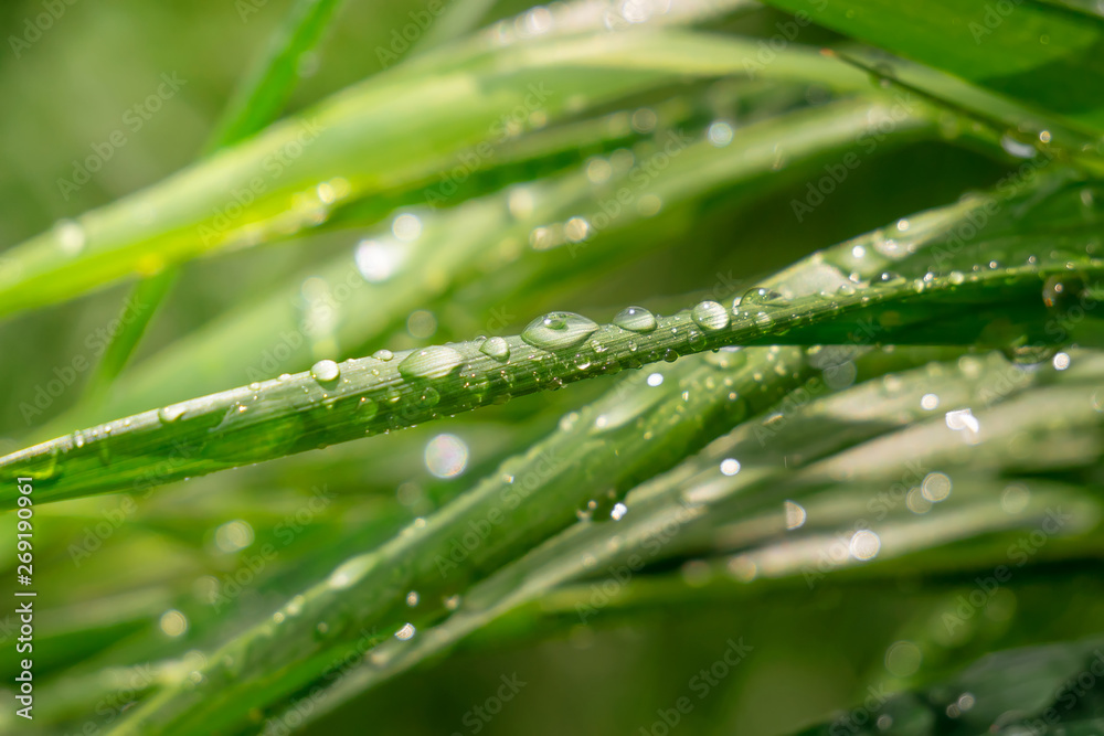 Green grass in nature with raindrops Green grass in nature with raindrops