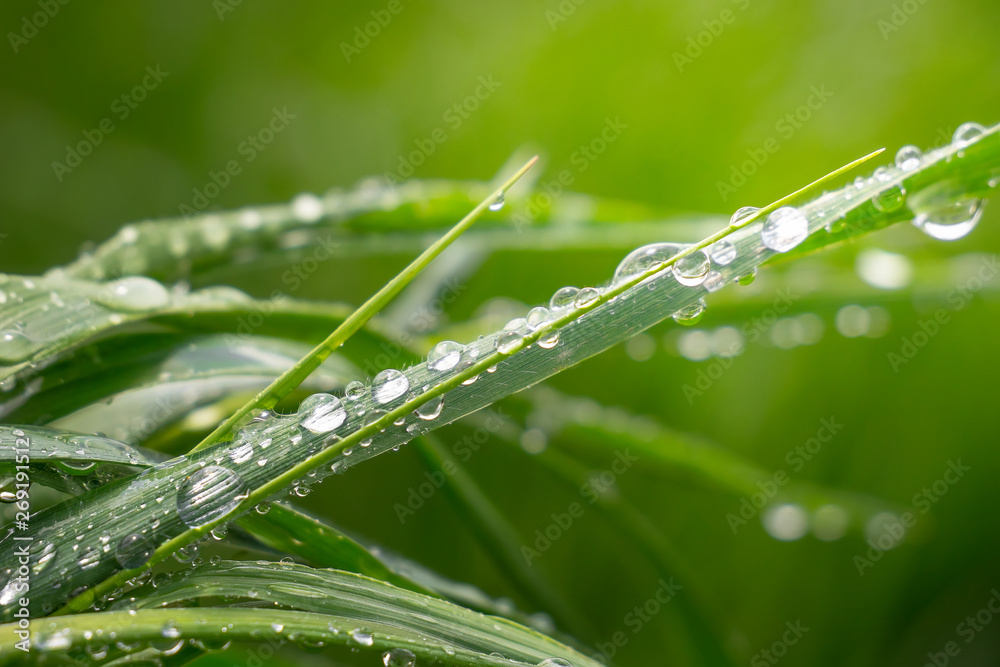 Green grass in nature with raindrops Green grass in nature with raindrops