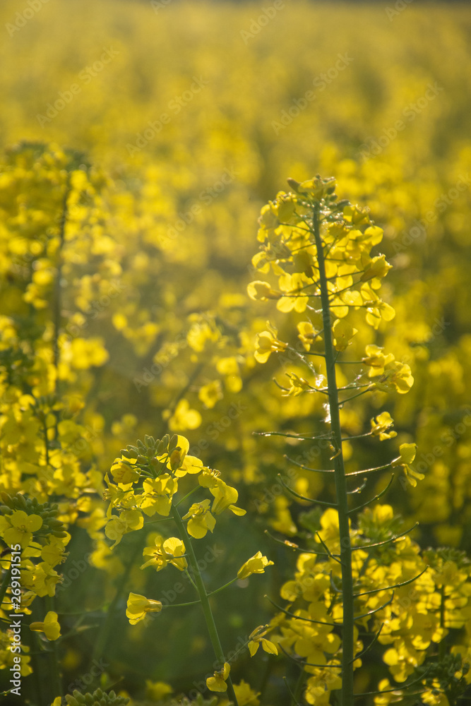 Sunny rape field - Blooming rapeseed, Poland - rapeseed honey Sunny rape field - Blooming rapeseed, Poland - rapeseed honey