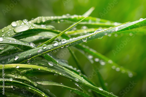 Green grass in nature with raindrops