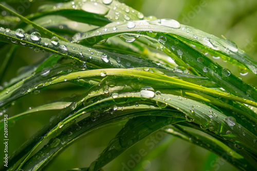 Green grass in nature with raindrops