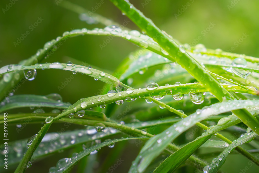 Green grass in nature with raindrops Green grass in nature with raindrops
