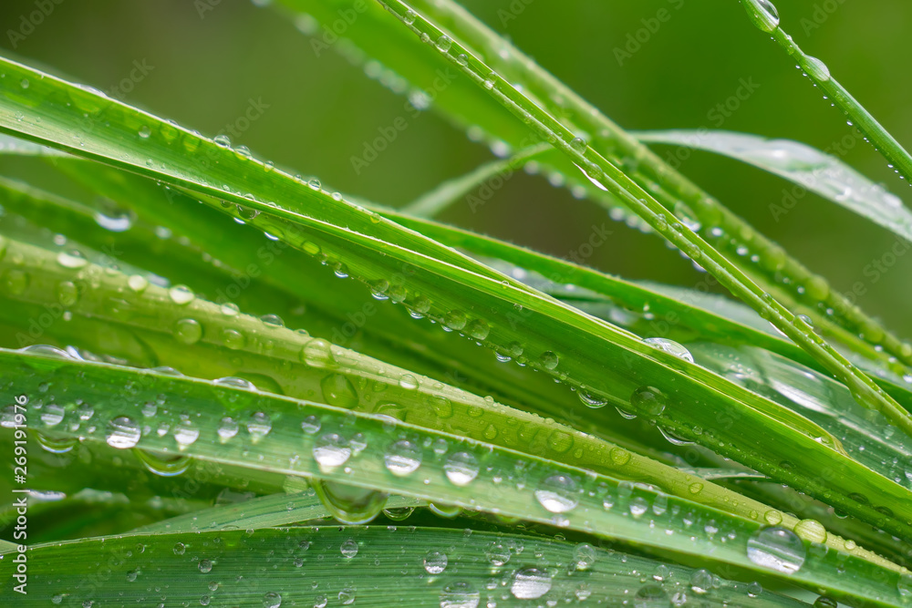 Green grass in nature with raindrops Green grass in nature with raindrops