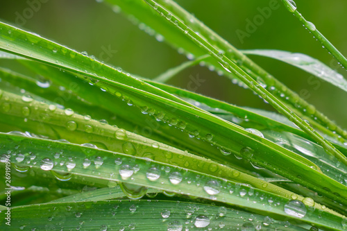 Green grass in nature with raindrops