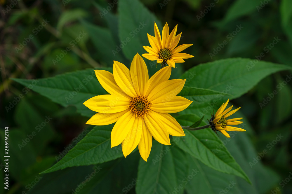 Helianthus tuberosus ornamental edible plant in bloom, yellow flowering flowers