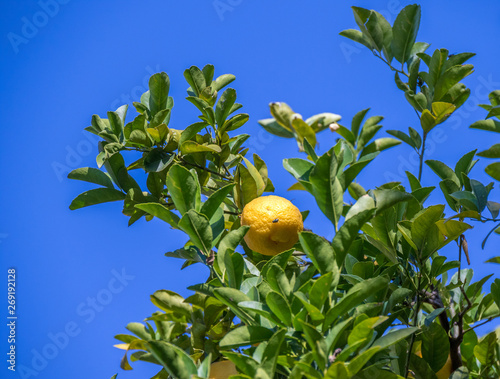 A lemon with a fly sunning itself on it hangs in a tree with green leaves isolated against a crisp blue sky image with copy space photo