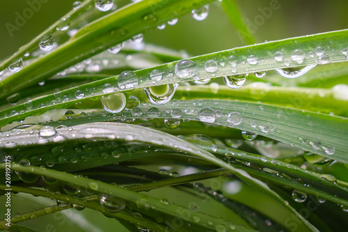 Green grass in nature with raindrops