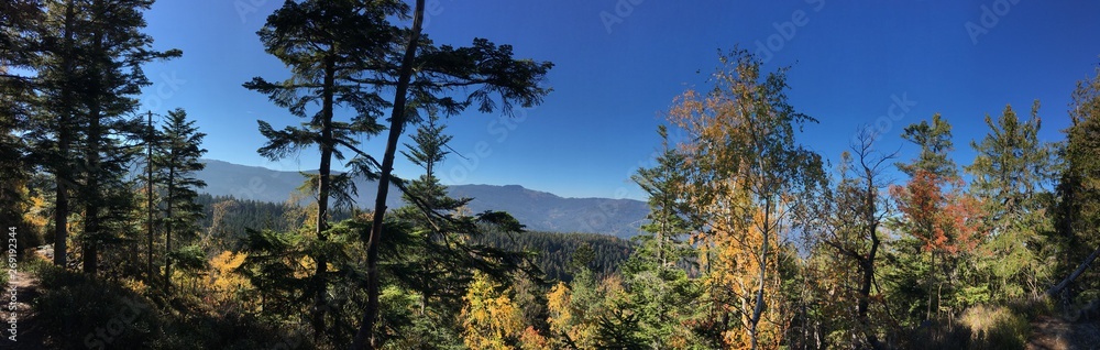 Obraz premium trees and blue sky