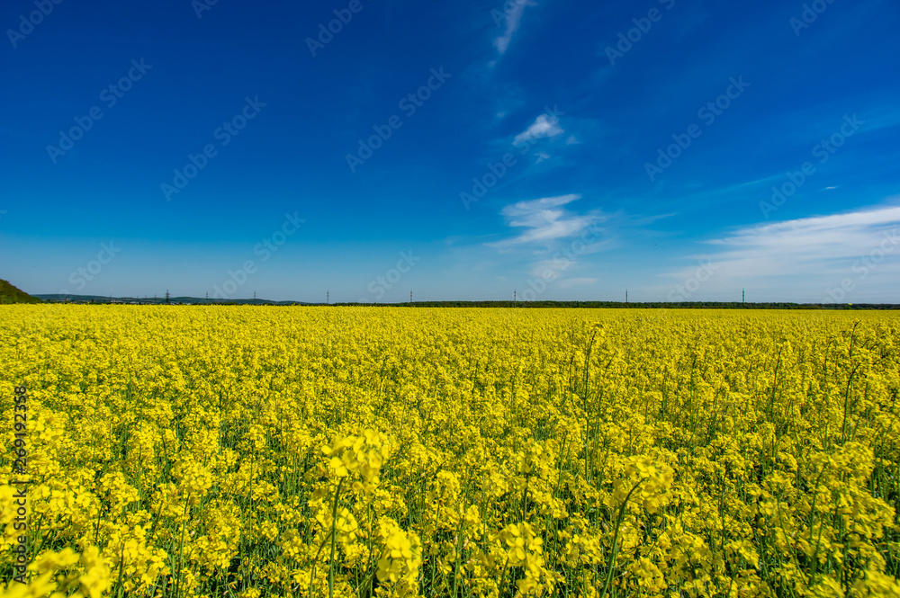 Yellow field with blooming canola