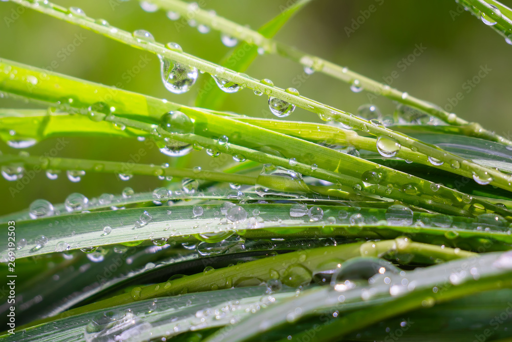 Naklejka premium Green grass in nature with raindrops