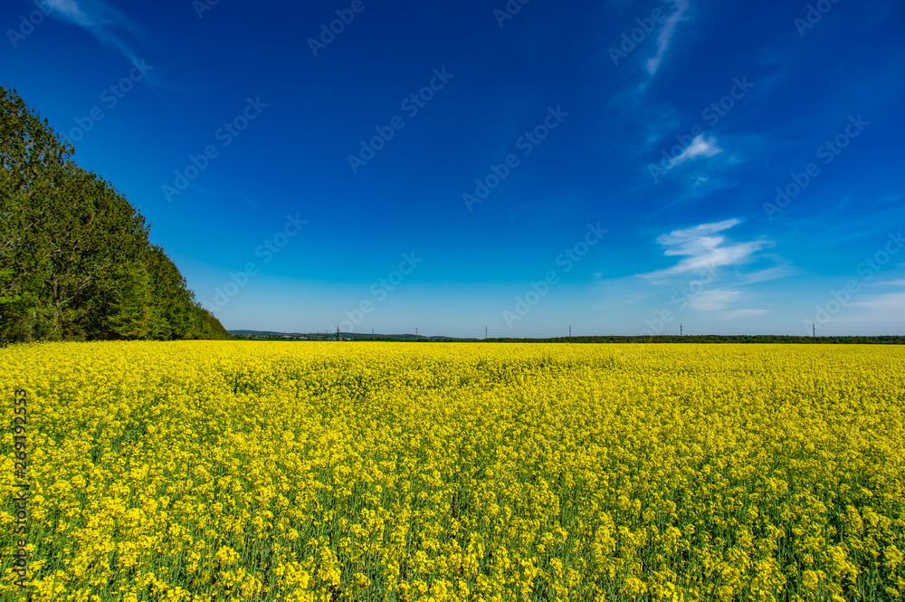 Obraz premium Yellow field with blooming canola