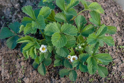 young strawberry blooms 