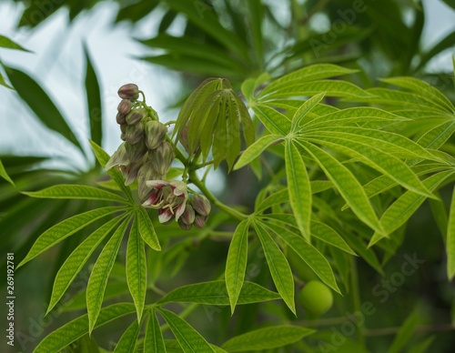 The tree cassava used a source of rubber also known as Manihot glaziovii. Flowers casava