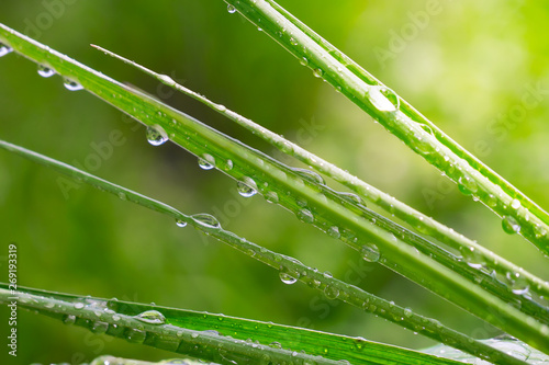 Green grass in nature with raindrops