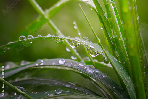 Green grass in nature with raindrops