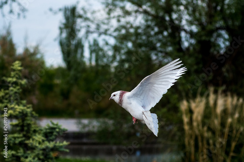 White pigeon flying with wings wide open
