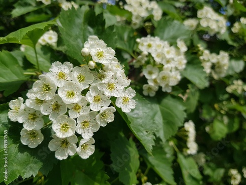 White blossoms