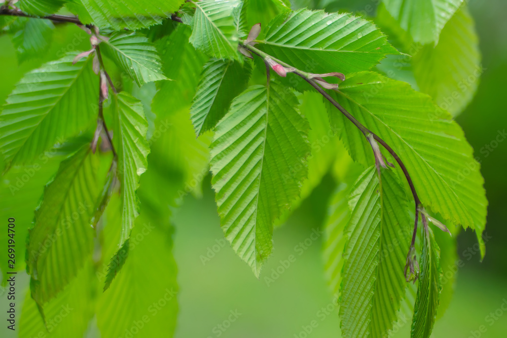 Green leaf with raindrops in the summer in nature develops in the wind Green leaf with raindrops in the summer in nature develops in the wind