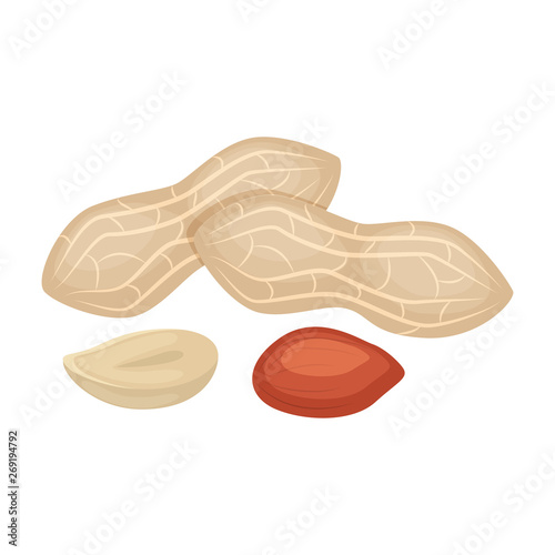 Set of peanuts vector illustration isolated on white